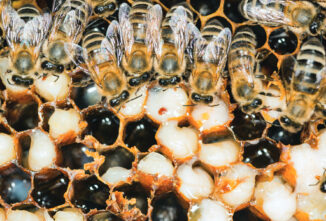 Treating Varroa Mites with Heat
